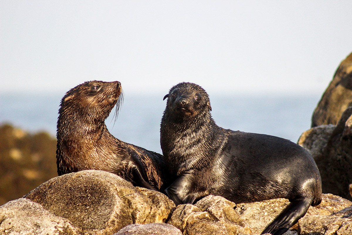 Marine Big5 Photo 2